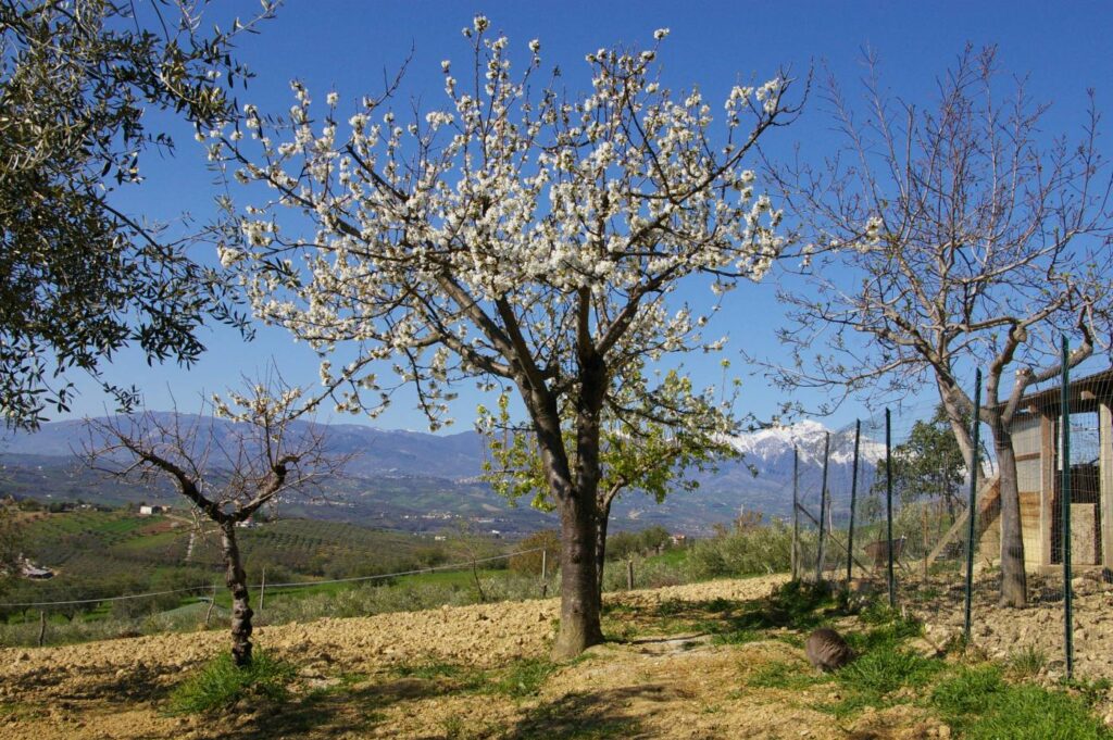 Il ciliegio in fiore