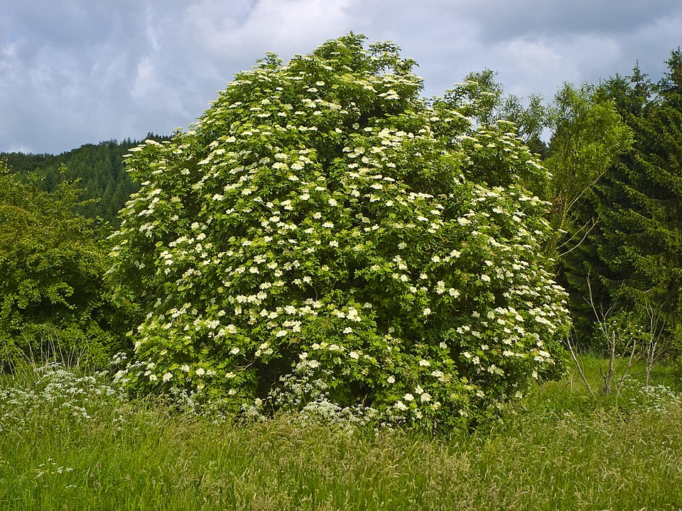 Il sambuco